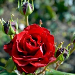 'Courage'™ Rosa X 'Courage'™ (Storblomstrende) A-Kvalitet,- Barrods Roser Min. 3 Grene -Osmoz Naturens Butik p2033 51243 rosa x courage storblomstrende 3d7a