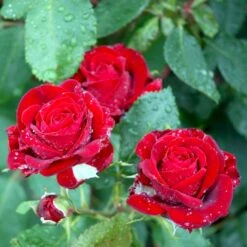 'Courage'™ Rosa X 'Courage'™ (Storblomstrende) A-Kvalitet,- Barrods Roser Min. 3 Grene -Osmoz Naturens Butik p2033 51244 rosa x courage storblomstrende 05a8