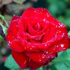 'Courage'™ Rosa X 'Courage'™ (Storblomstrende) A-Kvalitet,- Barrods Roser Min. 3 Grene -Osmoz Naturens Butik p2033 51245 rosa x courage storblomstrende 3706