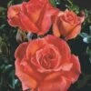 'Dronning Ingrid'™ Rosa X 'Dronning Ingrid'™ (storblomstrende) A-Kvalitet,- Barrods Roser Min. 3 Grene