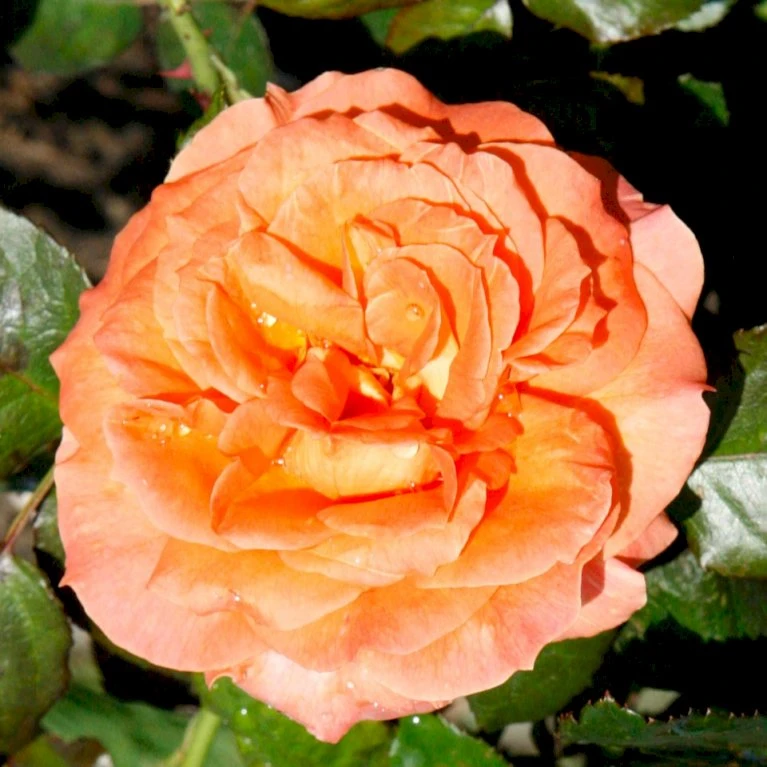 'Dronning Ingrid'™ Rosa X 'Dronning Ingrid'™ (storblomstrende) A-Kvalitet,- Barrods Roser Min. 3 Grene 5 'Dronning Ingrid'™ Rosa X 'Dronning Ingrid'™ (storblomstrende) A-Kvalitet,- Barrods Roser Min. 3 Grene - Billede 3