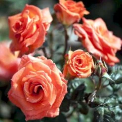 'Dronning Ingrid'™ Rosa X 'Dronning Ingrid'™ (storblomstrende) A-Kvalitet,- Barrods Roser Min. 3 Grene 18 'Dronning Ingrid'™ Rosa X 'Dronning Ingrid'™ (storblomstrende) A-Kvalitet,- Barrods Roser Min. 3 Grene -Osmoz Naturens Butik p2036 51249 rosa x dronning ingrid storblomstrende 2ec0