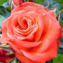 'Dronning Ingrid'™ Rosa X 'Dronning Ingrid'™ (storblomstrende) A-Kvalitet,- Barrods Roser Min. 3 Grene 19 'Dronning Ingrid'™ Rosa X 'Dronning Ingrid'™ (storblomstrende) A-Kvalitet,- Barrods Roser Min. 3 Grene -Osmoz Naturens Butik p2036 51250 rosa x dronning ingrid storblomstrende 1d41