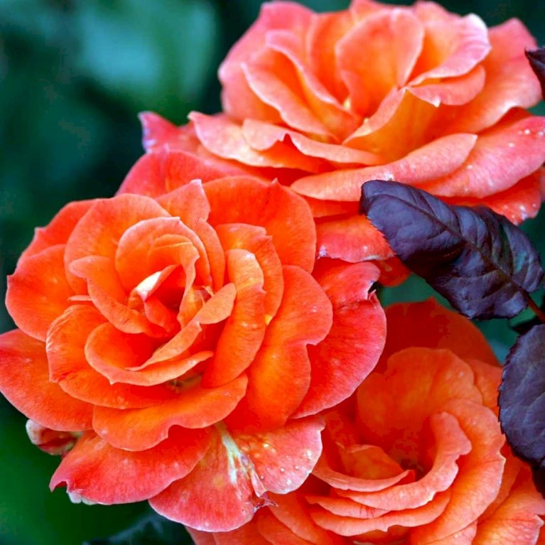 'Dronning Ingrid'™ Rosa X 'Dronning Ingrid'™ (storblomstrende) A-Kvalitet,- Barrods Roser Min. 3 Grene 8 'Dronning Ingrid'™ Rosa X 'Dronning Ingrid'™ (storblomstrende) A-Kvalitet,- Barrods Roser Min. 3 Grene - Billede 6