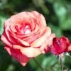 'Duftwolke'® Rosa X 'Duftwolke'® (Storblomstrende) A-Kvalitet,- Barrods Roser Min. 3 Grene