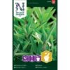 Osmo Lægesalvie Salvia Officinalis L. Pose Med Frø Eller Løg, 5 -Osmoz Naturens Butik p20406 34817 salvia officinalis l 0e41