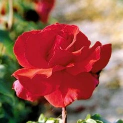 'Erotika'® Rosa X 'Erotika'® (Storblomstrende) A-Kvalitet,- Barrods Roser Min. 3 Grene -Osmoz Naturens Butik p2040 51262 rosa x erotika storblomstrende ab98