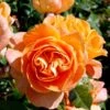 'Flora Danica'™ Rosa X 'Flora Danica'™ (Storblomstrende) A-Kvalitet,- Barrods Roser Min. 3 Grene 1 'Flora Danica'™ Rosa X 'Flora Danica'™ (Storblomstrende) A-Kvalitet,- Barrods Roser Min. 3 Grene -Osmoz Naturens Butik p2041 51268 rosa x flora danica storblomstrende a17b