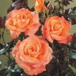 'Flora Danica'™ Rosa X 'Flora Danica'™ (Storblomstrende) A-Kvalitet,- Barrods Roser Min. 3 Grene -Osmoz Naturens Butik p2041 51270 rosa x flora danica storblomstrende c570