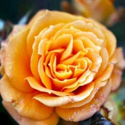 'Flora Danica'™ Rosa X 'Flora Danica'™ (Storblomstrende) A-Kvalitet,- Barrods Roser Min. 3 Grene -Osmoz Naturens Butik p2041 51271 rosa x flora danica storblomstrende 3698