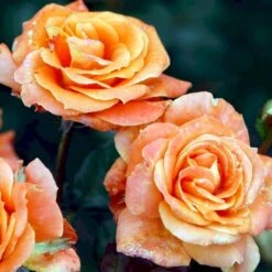 'Flora Danica'™ Rosa X 'Flora Danica'™ (Storblomstrende) A-Kvalitet,- Barrods Roser Min. 3 Grene -Osmoz Naturens Butik p2041 51272 rosa x flora danica storblomstrende 7bdd