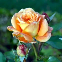 'Flora Danica'™ Rosa X 'Flora Danica'™ (Storblomstrende) A-Kvalitet,- Barrods Roser Min. 3 Grene -Osmoz Naturens Butik p2041 51273 rosa x flora danica storblomstrende cde9