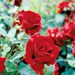 'Gisselfeld' Rosa X 'Gisselfeld' (Storblomstrende) A-Kvalitet,- Barrods Roser Min. 3 Grene -Osmoz Naturens Butik p2044 51283 rosa x gisselfeld storblomstrende 90d9