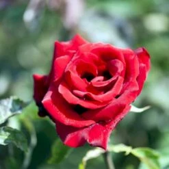 'Gisselfeld' Rosa X 'Gisselfeld' (Storblomstrende) A-Kvalitet,- Barrods Roser Min. 3 Grene -Osmoz Naturens Butik p2044 51284 rosa x gisselfeld storblomstrende 437e