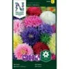 Sommerasters 'Semi-Tall' Mix Callistephus Chinensis 'Semi-Tall' Mix Pose Med Frø Eller Løg, 25 1 Sommerasters 'Semi-Tall' Mix Callistephus Chinensis 'Semi-Tall' Mix Pose Med Frø Eller Løg, 25 -Osmoz Naturens Butik p20458 34828 callistephus chinensis semi tall mix dfb7