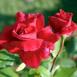 'Hanne' Rosa X 'Hanne' (Storblomstrende) A-Kvalitet,- Barrods Roser Min. 3 Grene -Osmoz Naturens Butik p2045 51293 rosa x hanne storblomstrende b7d9