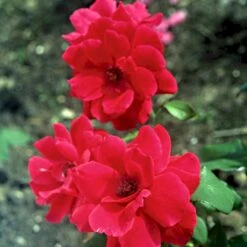 'Hanne' Rosa X 'Hanne' (Storblomstrende) A-Kvalitet,- Barrods Roser Min. 3 Grene -Osmoz Naturens Butik p2045 51295 rosa x hanne storblomstrende e89e