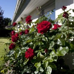 'Ingrid Bergman'® Rosa X 'Ingrid Bergman'® (Storblomstrende) A-Kvalitet,- Barrods Roser Min. 3 Grene -Osmoz Naturens Butik p2046 51297 rosa x ingrid bergman storblomstrende 6a10