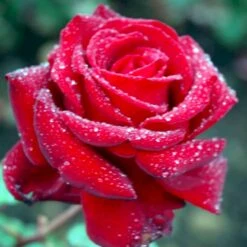 'Ingrid Bergman'® Rosa X 'Ingrid Bergman'® (Storblomstrende) A-Kvalitet,- Barrods Roser Min. 3 Grene -Osmoz Naturens Butik p2046 51299 rosa x ingrid bergman storblomstrende 0091