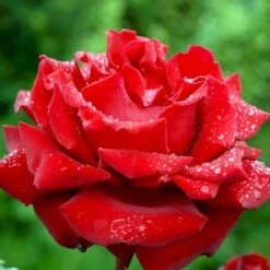 'Ingrid Bergman'® Rosa X 'Ingrid Bergman'® (Storblomstrende) A-Kvalitet,- Barrods Roser Min. 3 Grene -Osmoz Naturens Butik p2046 51300 rosa x ingrid bergman storblomstrende 1d3d