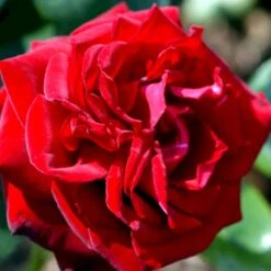 'Ingrid Bergman'® Rosa X 'Ingrid Bergman'® (Storblomstrende) A-Kvalitet,- Barrods Roser Min. 3 Grene -Osmoz Naturens Butik p2046 51301 rosa x ingrid bergman storblomstrende b32e