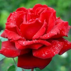 'Ingrid Bergman'® Rosa X 'Ingrid Bergman'® (Storblomstrende) A-Kvalitet,- Barrods Roser Min. 3 Grene -Osmoz Naturens Butik p2046 51302 rosa x ingrid bergman storblomstrende d71c