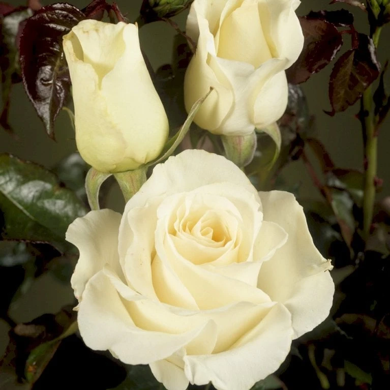 'José Carreras'™ Rosa X 'José Carreras'™ (Storblomstrende) A-Kvalitet,- Barrods Roser Min. 3 Grene 3 'José Carreras'™ Rosa X 'José Carreras'™ (Storblomstrende) A-Kvalitet,- Barrods Roser Min. 3 Grene