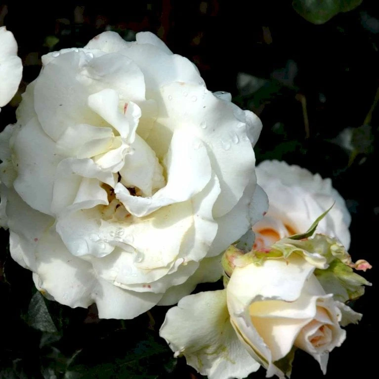 'José Carreras'™ Rosa X 'José Carreras'™ (Storblomstrende) A-Kvalitet,- Barrods Roser Min. 3 Grene 5 'José Carreras'™ Rosa X 'José Carreras'™ (Storblomstrende) A-Kvalitet,- Barrods Roser Min. 3 Grene - Billede 3