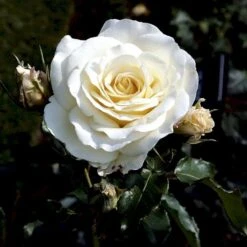 'José Carreras'™ Rosa X 'José Carreras'™ (Storblomstrende) A-Kvalitet,- Barrods Roser Min. 3 Grene 11 'José Carreras'™ Rosa X 'José Carreras'™ (Storblomstrende) A-Kvalitet,- Barrods Roser Min. 3 Grene -Osmoz Naturens Butik p2047 51308 rosa x jose carreras storblomstrende d90a