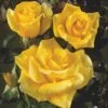 'Kaj Munk'™ Rosa X 'Kaj Munk'™ (storblomstrende) A-Kvalitet,- Barrods Roser Min. 3 Grene 2 'Kaj Munk'™ Rosa X 'Kaj Munk'™ (storblomstrende) A-Kvalitet,- Barrods Roser Min. 3 Grene -Osmoz Naturens Butik p2048 51309 rosa x kaj munk storblomstrende aa81