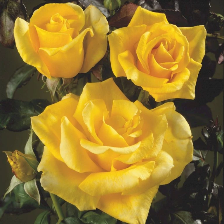 'Kaj Munk'™ Rosa X 'Kaj Munk'™ (storblomstrende) A-Kvalitet,- Barrods Roser Min. 3 Grene 3 'Kaj Munk'™ Rosa X 'Kaj Munk'™ (storblomstrende) A-Kvalitet,- Barrods Roser Min. 3 Grene