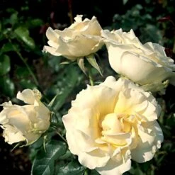 'Kaj Munk'™ Rosa X 'Kaj Munk'™ (storblomstrende) A-Kvalitet,- Barrods Roser Min. 3 Grene 10 'Kaj Munk'™ Rosa X 'Kaj Munk'™ (storblomstrende) A-Kvalitet,- Barrods Roser Min. 3 Grene -Osmoz Naturens Butik p2048 51310 rosa x kaj munk storblomstrende c919