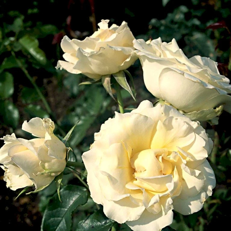 'Kaj Munk'™ Rosa X 'Kaj Munk'™ (storblomstrende) A-Kvalitet,- Barrods Roser Min. 3 Grene 5 'Kaj Munk'™ Rosa X 'Kaj Munk'™ (storblomstrende) A-Kvalitet,- Barrods Roser Min. 3 Grene - Billede 3