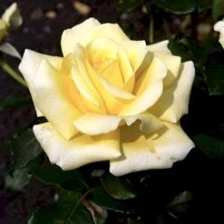 'Kaj Munk'™ Rosa X 'Kaj Munk'™ (storblomstrende) A-Kvalitet,- Barrods Roser Min. 3 Grene 11 'Kaj Munk'™ Rosa X 'Kaj Munk'™ (storblomstrende) A-Kvalitet,- Barrods Roser Min. 3 Grene -Osmoz Naturens Butik p2048 51311 rosa x kaj munk storblomstrende 2ef7