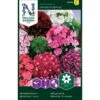 Studenternellike 'Herald Of Spring' Dianthus Barbatus 'Herald Of Spring' Pose Med Frø Eller Løg, 30 1 Studenternellike 'Herald Of Spring' Dianthus Barbatus 'Herald Of Spring' Pose Med Frø Eller Løg, 30 -Osmoz Naturens Butik p20490 34834 dianthus barbatus herald of spring b073