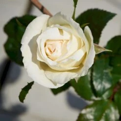 'Karen Blixen'™ Rosa X 'Karen Blixen'™ (Storblomstrende) A-Kvalitet,- Barrods Roser Min. 3 Grene 15 'Karen Blixen'™ Rosa X 'Karen Blixen'™ (Storblomstrende) A-Kvalitet,- Barrods Roser Min. 3 Grene -Osmoz Naturens Butik p2049 51313 rosa x karen blixen storblomstrende d408