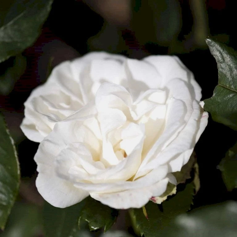 'Karen Blixen'™ Rosa X 'Karen Blixen'™ (Storblomstrende) A-Kvalitet,- Barrods Roser Min. 3 Grene 6 'Karen Blixen'™ Rosa X 'Karen Blixen'™ (Storblomstrende) A-Kvalitet,- Barrods Roser Min. 3 Grene - Billede 4