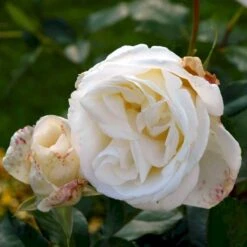 'Karen Blixen'™ Rosa X 'Karen Blixen'™ (Storblomstrende) A-Kvalitet,- Barrods Roser Min. 3 Grene 17 'Karen Blixen'™ Rosa X 'Karen Blixen'™ (Storblomstrende) A-Kvalitet,- Barrods Roser Min. 3 Grene -Osmoz Naturens Butik p2049 51315 rosa x karen blixen storblomstrende 0916