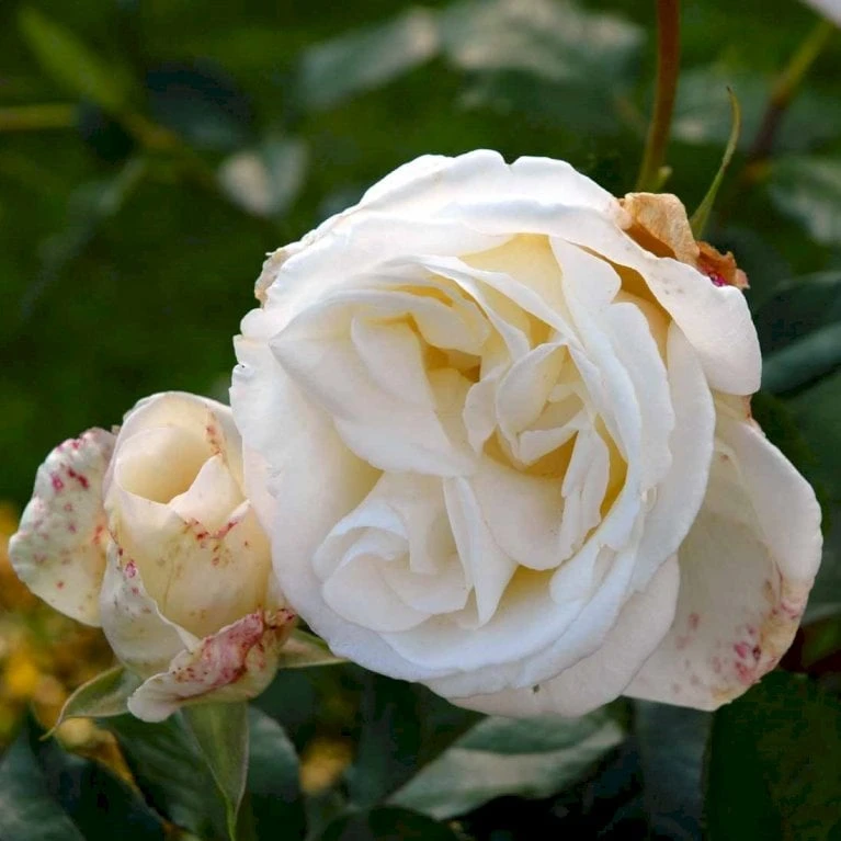 'Karen Blixen'™ Rosa X 'Karen Blixen'™ (Storblomstrende) A-Kvalitet,- Barrods Roser Min. 3 Grene 7 'Karen Blixen'™ Rosa X 'Karen Blixen'™ (Storblomstrende) A-Kvalitet,- Barrods Roser Min. 3 Grene - Billede 5