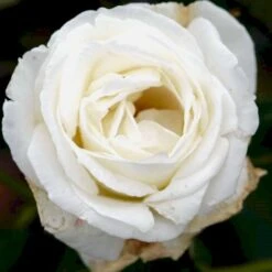 'Karen Blixen'™ Rosa X 'Karen Blixen'™ (Storblomstrende) A-Kvalitet,- Barrods Roser Min. 3 Grene 18 'Karen Blixen'™ Rosa X 'Karen Blixen'™ (Storblomstrende) A-Kvalitet,- Barrods Roser Min. 3 Grene -Osmoz Naturens Butik p2049 51316 rosa x karen blixen storblomstrende 09c1