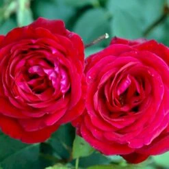 'Leonora Christine'® Rosa X 'Leonora Christine'® (Storblomstrende) A-Kvalitet,- Barrods Roser Min. 3 Grene -Osmoz Naturens Butik p2053 51323 rosa x leonora christine storblomstrende 51d3