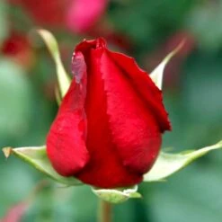 'Leonora Christine'® Rosa X 'Leonora Christine'® (Storblomstrende) A-Kvalitet,- Barrods Roser Min. 3 Grene -Osmoz Naturens Butik p2053 51324 rosa x leonora christine storblomstrende e274