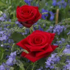 'Leonora Christine'® Rosa X 'Leonora Christine'® (Storblomstrende) A-Kvalitet,- Barrods Roser Min. 3 Grene -Osmoz Naturens Butik p2053 53598 rosa x leonora christine storblomstrende 4374