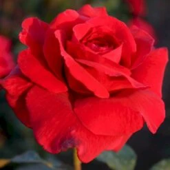 'Leonora Christine'® Rosa X 'Leonora Christine'® (Storblomstrende) A-Kvalitet,- Barrods Roser Min. 3 Grene -Osmoz Naturens Butik p2053 53599 rosa x leonora christine storblomstrende 9c32