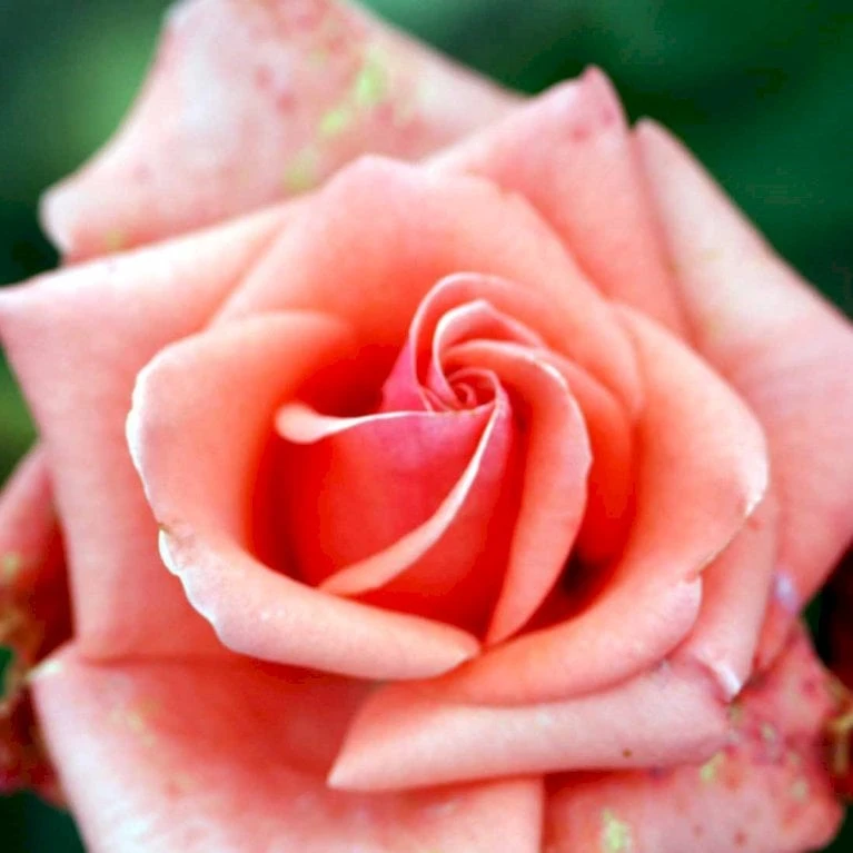 'Louisiana'® Rosa X 'Louisiana'® (Storblomstrende) A-Kvalitet,- Barrods Roser Min. 3 Grene 3 'Louisiana'® Rosa X 'Louisiana'® (Storblomstrende) A-Kvalitet,- Barrods Roser Min. 3 Grene