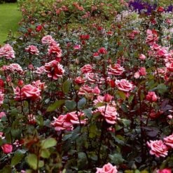'Louisiana'® Rosa X 'Louisiana'® (Storblomstrende) A-Kvalitet,- Barrods Roser Min. 3 Grene 9 'Louisiana'® Rosa X 'Louisiana'® (Storblomstrende) A-Kvalitet,- Barrods Roser Min. 3 Grene -Osmoz Naturens Butik p2054 51327 rosa x louisiana storblomstrende ab01