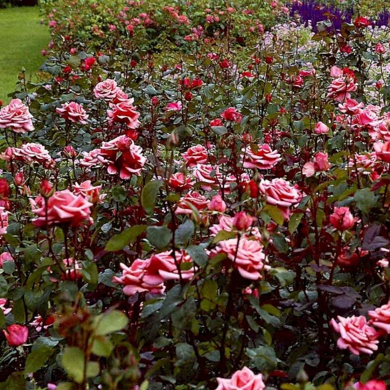 'Louisiana'® Rosa X 'Louisiana'® (Storblomstrende) A-Kvalitet,- Barrods Roser Min. 3 Grene 5 'Louisiana'® Rosa X 'Louisiana'® (Storblomstrende) A-Kvalitet,- Barrods Roser Min. 3 Grene - Billede 3