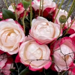 'Nostalgie'® Rosa X 'Nostalgie'® (Storblomstrende) A-Kvalitet,- Barrods Roser Min. 3 Grene -Osmoz Naturens Butik p2056 51346 rosa x nostalgie storblomstrende 8802