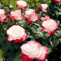 'Nostalgie'® Rosa X 'Nostalgie'® (Storblomstrende) A-Kvalitet,- Barrods Roser Min. 3 Grene -Osmoz Naturens Butik p2056 53987 rosa x nostalgie storblomstrende fcdc