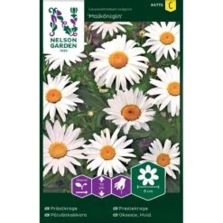 Okseøje 'Maikönigin' Leucanthemum Vulgare 'Maikönigin' Pose Med Frø Eller Løg, 20